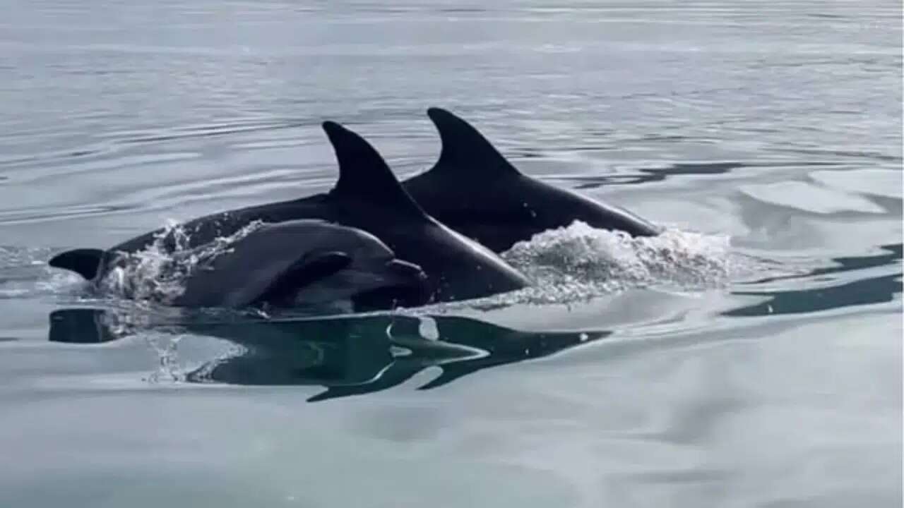 Fethiye Körfezi'nde Yunus Sürprizi 1